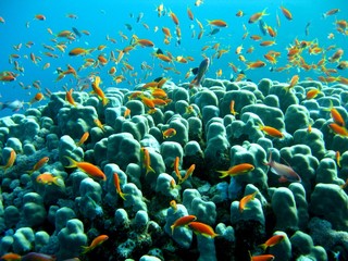 many colorful fish frolicking among coral 