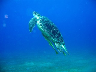 turtle in tropical waters 