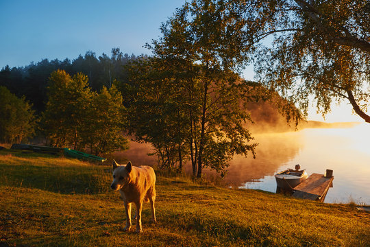 Morning Walk With Old White Husky Near Lake In Fog