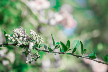 Many beautiful flowers and fruits standing in the garden