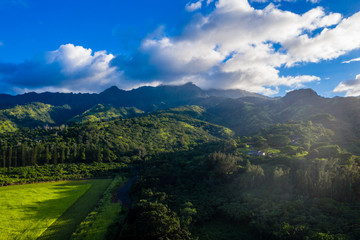 Fototapeta na wymiar Mokulēʻia Forest Reserve