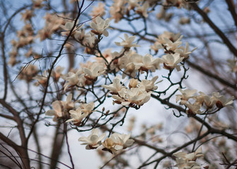 white flowers of a tree