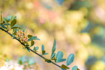 Many beautiful flowers and fruits standing in the garden