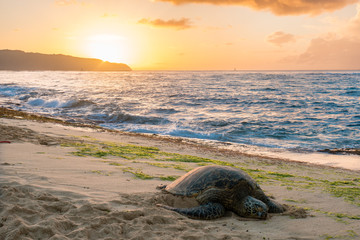 Sea Turtle on Sunset Beach 2 