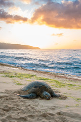 Sea Turtle on Sunset Beach 1