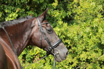 Obraz premium portret konia