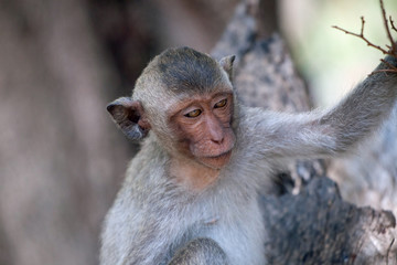 可愛いサル