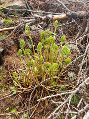 Farn beim Entrollen seiner Blätter.