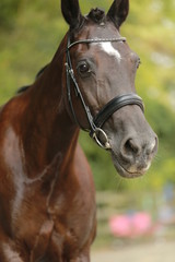 Fototapeta premium horse portrait