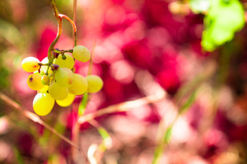 Many beautiful flowers and fruits standing in the garden