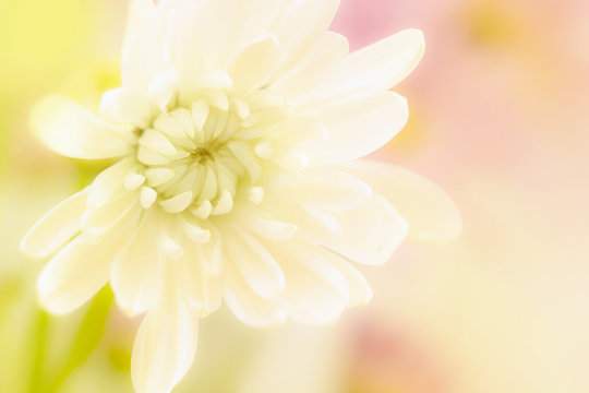 A beautiful white flower on a yellow blurred background.