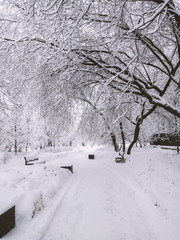 white winter