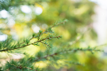 Many beautiful flowers and fruits standing in the garden