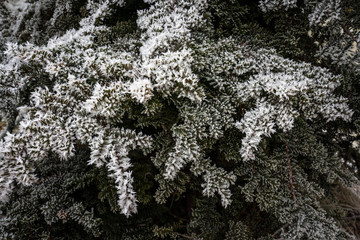 Frost on Japanese Yew