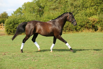 Obraz premium horse trotting 