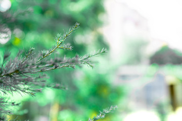 Many beautiful flowers and fruits standing in the garden