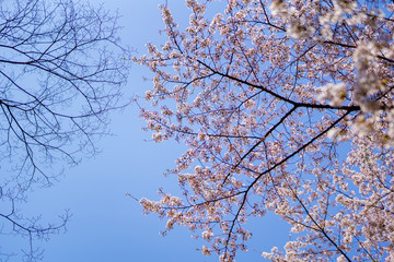 青空と満開の桜