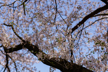 満開の桜と青空