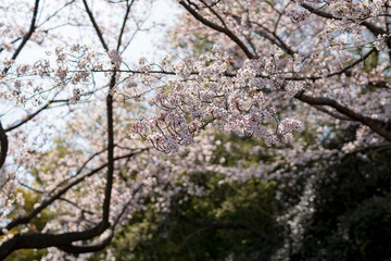 満開の桜