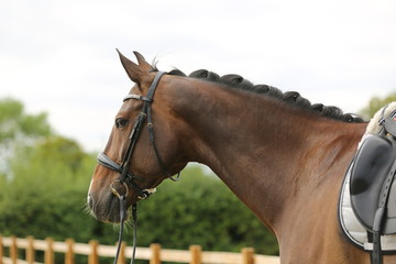 brown horse portrait