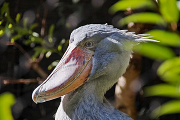 いつも動かないハシビロコウ