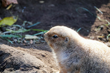 かわいいプレーリードッグ