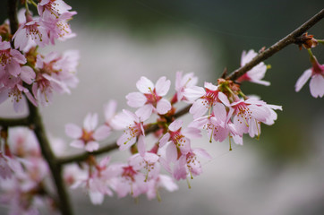 すばらしい桜