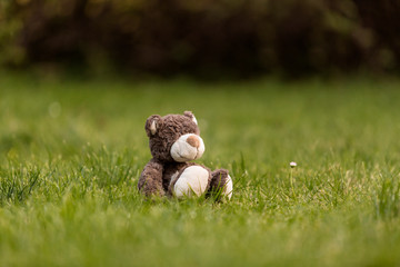 Brown teddy bear in the garden