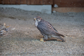 Peregrine falcon in sandy underground