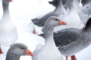Obraz premium Portrait of a grey goose in wintertime outdoors