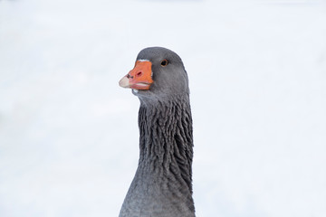 Portrait of a grey goose in wintertime outdoors