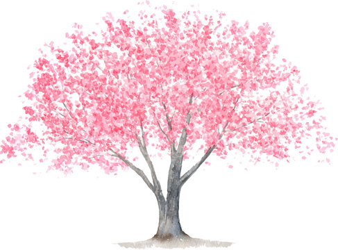 桜の木　水彩イラスト