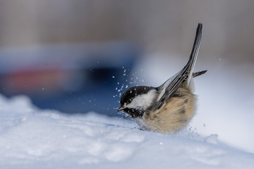 Obraz premium Black-capped Chickadee