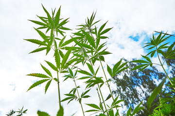 Young leaves of marijuana on sky background