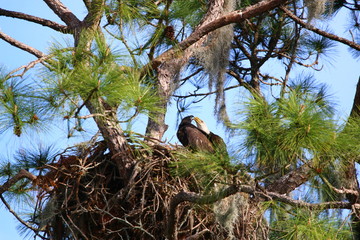 Bald Eagle with Juvenile