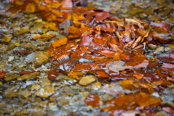 Colorful leaves in the autumn
