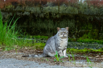 cat on farm