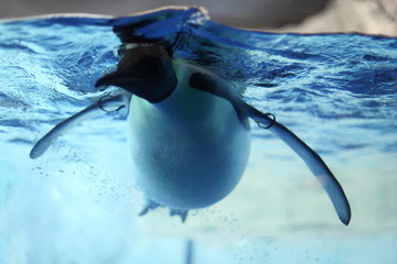 泳ぐペンギン