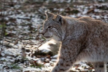 Lynx in a deer park in wintertime