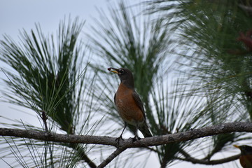 Bird with eating seeds