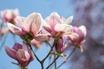 Obraz premium Magnolia tree