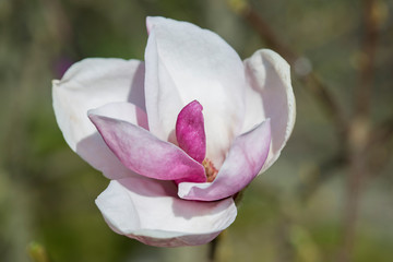 Magnolia tree