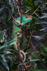 Green/blue chameleon hanging on a small branch, look from the side, looking with one eye, between the leaves, in the parisien zoo, whole-body picture © Ondej
