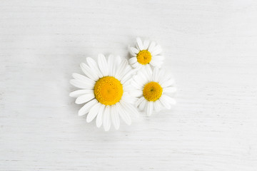 Fototapeta premium Marguerites on white background, spring concept