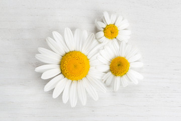 Obraz premium Marguerites on white background, spring concept