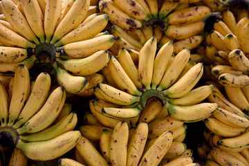 Fresh harvested ripe Apple bananas, or Latundan bananas in a farmers market in Colombia.