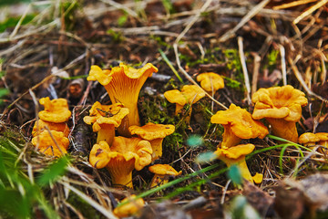 large group of chanterelles growing in forest