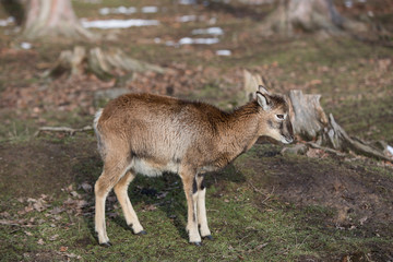 Portrait of a female moufflon in a park, wintertime