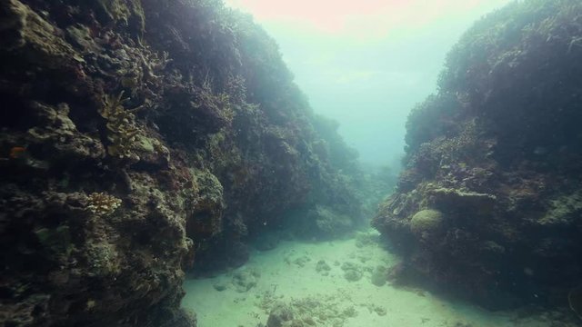 Coral reef on sea bottom underwater view. Shooting while deep diving in ocean water. Underwater world, coral reef and animal. Marine life concept.