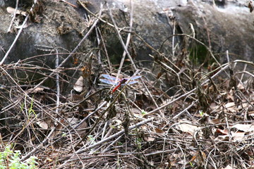 red dragonfly